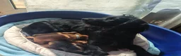 Cocker Spaniel dogs for sale: Working Cocker Puppies - Advert 1