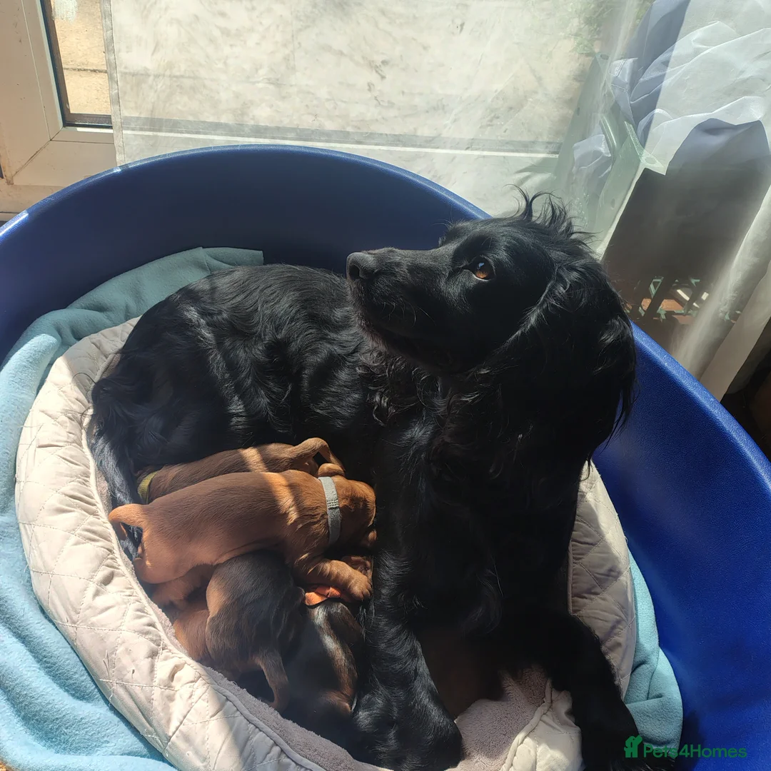 Cocker Spaniel dogs for sale: Working Cocker Puppies - Advert 1