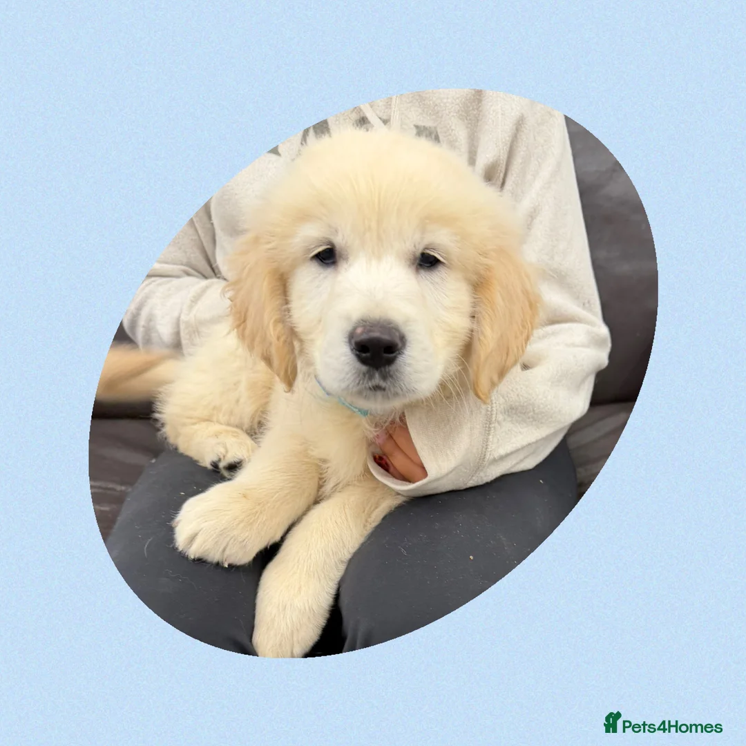 Golden Retriever dogs for sale: Golden Retriever Puppies  - Advert 11