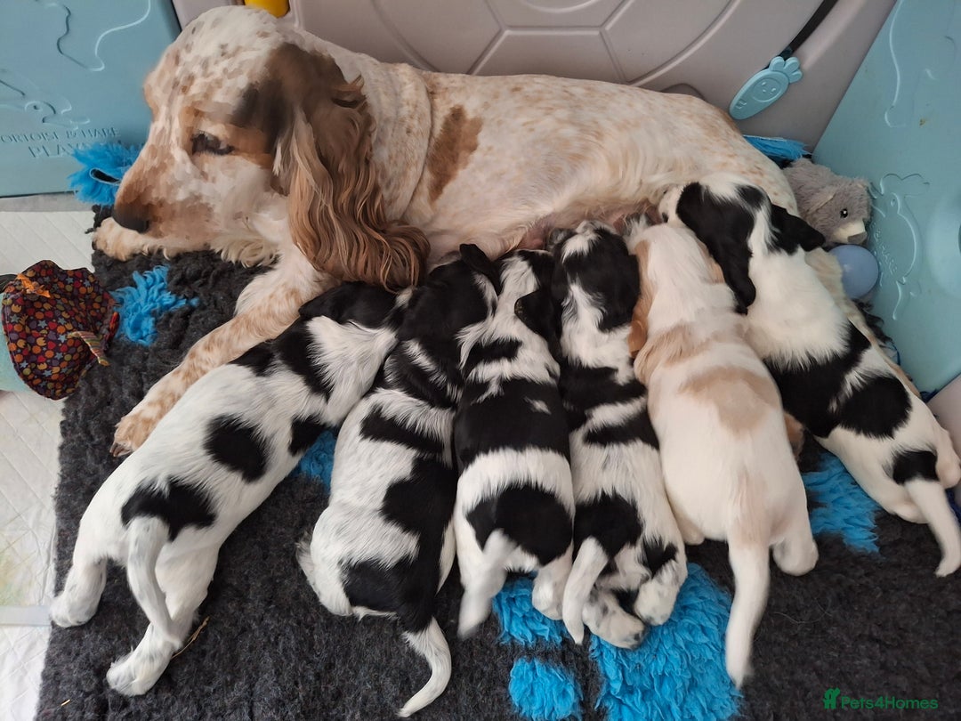 Cocker Spaniel dogs for sale:  show cocker puppy.KC reg. AMS.PRA. & FN clear. - Image 31