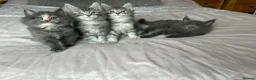 Maine Coon cats for sale: GCCF Blue and Silver Registered Maine Coon Kittens - Advert 5