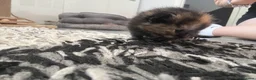 Mixed Breed cats for sale: 2 mixed bread tabby kittens  - Advert 6
