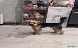 Yorkshire Terrier dogs for sale: Adorable 7-Month-Old Yorkshire Terrier  - Image 2