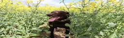 German Shorthaired Pointer dogs for sale: Beautiful KC GSP Puppies - Advert 8