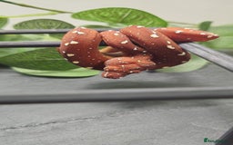 Python Snake reptiles for sale: Green tree Python in Mold - Image 7