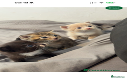 Mixed Breed cats for sale: 9 Week Old Kitten - Image 10