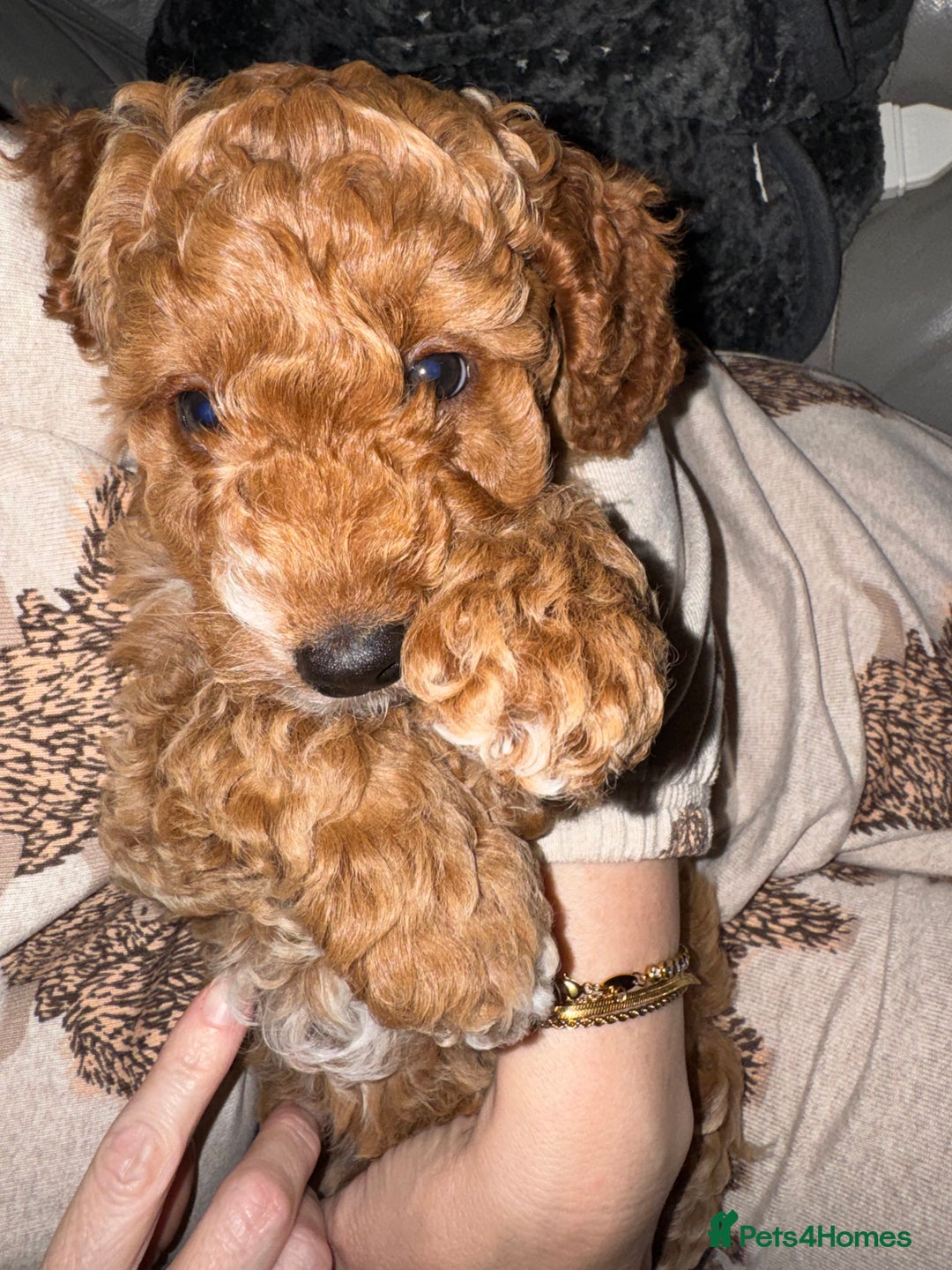 Cockapoo dogs for sale: Red Cockapoo girls Fb2 ready 12/1/26 - Advert 4