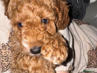 Cockapoo dogs Red Cockapoo girls F1b ready 12/1/26 - Advert 6