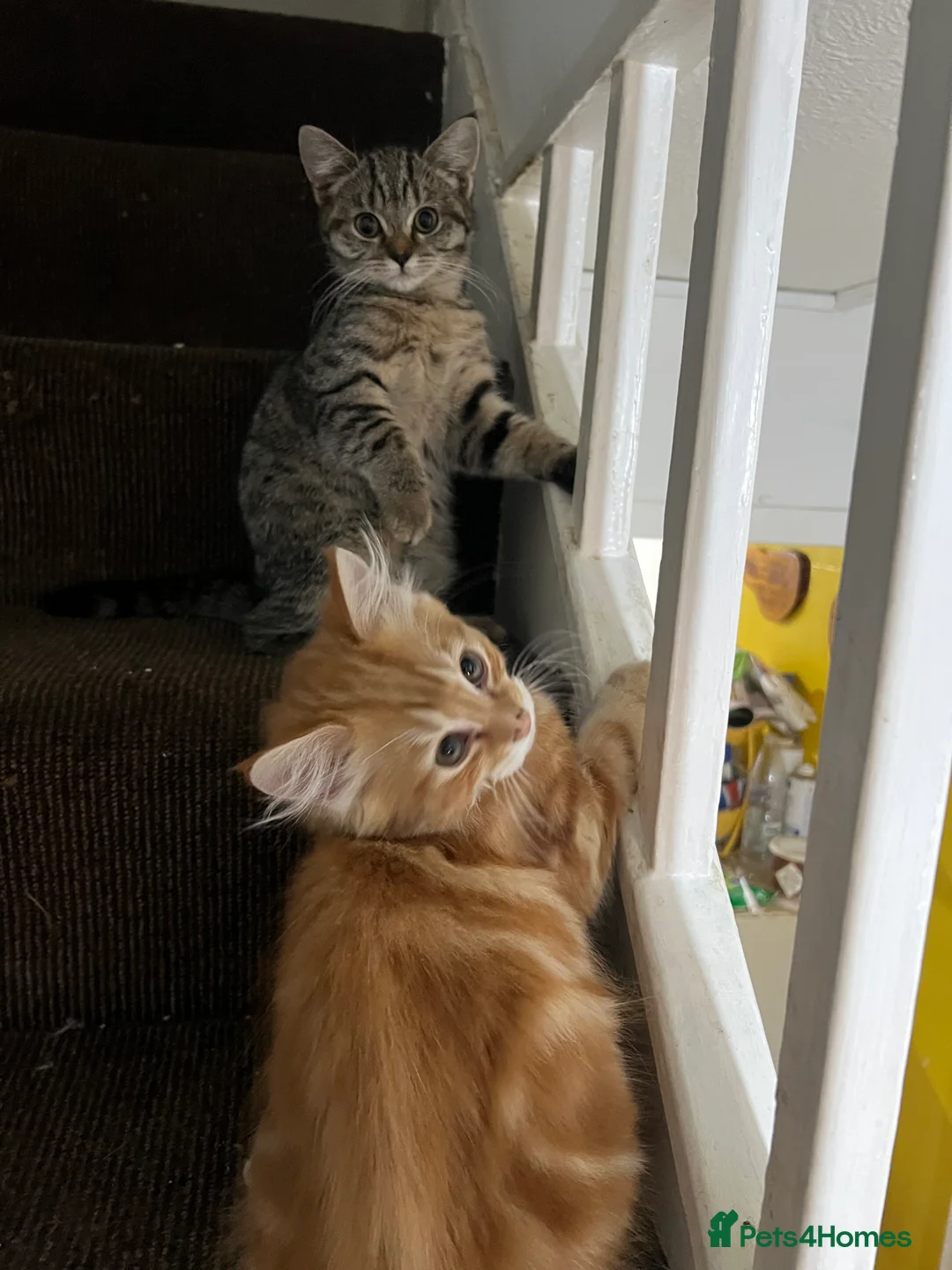 Mixed Breed cats for sale: Beautiful kittens  - Advert 7