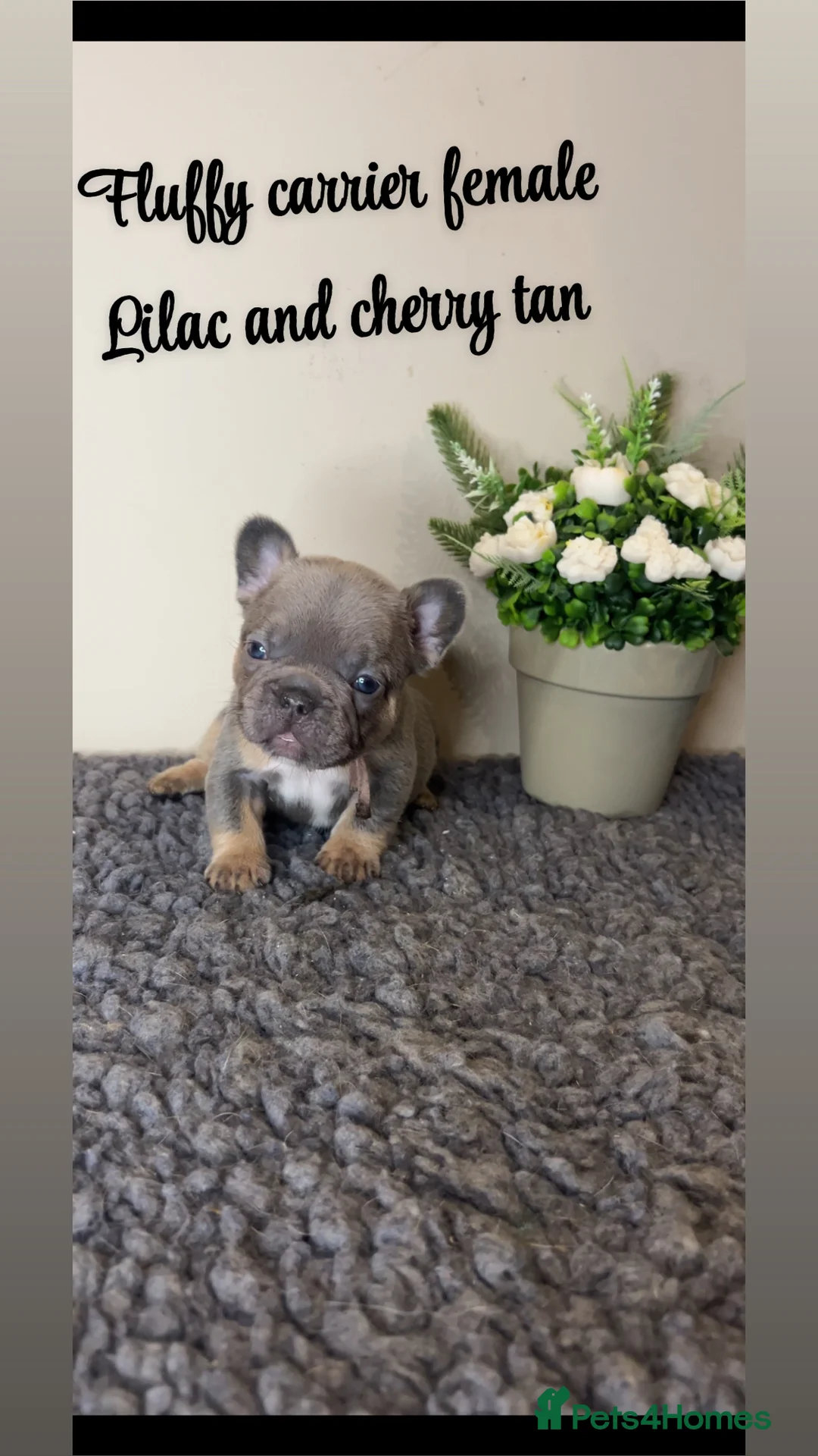 French Bulldog dogs for sale: Fluffy Lilac and cherry tan french bulldogs - Advert 5