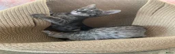 Savannah cats for sale: Savannah PED’G kittens dark boy, light girl F5 sbt - Advert 4