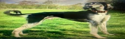 Lurcher dogs for sale: First cross saluki greyhounds  - Advert 26