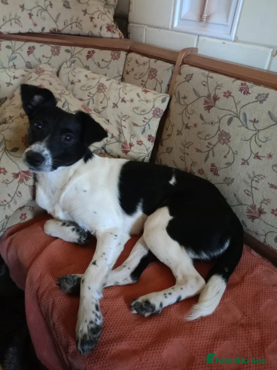 Mixed Breed dogs for adoption: ❤️MATILDA❤️ 10 months, low medium below the knee) - Advert 5