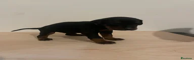 Dobermann Puppy 1