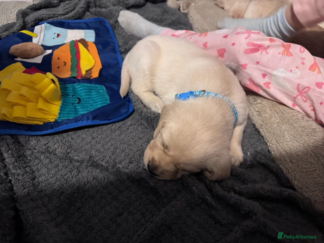 Goldador dogs for sale: Golden Retriever / Labrador Retriever pups  in Gloucester - Advert 2