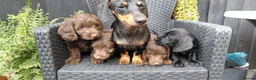 Doxiepoo dogs for sale: Male doxiepoo pup  - Advert 6