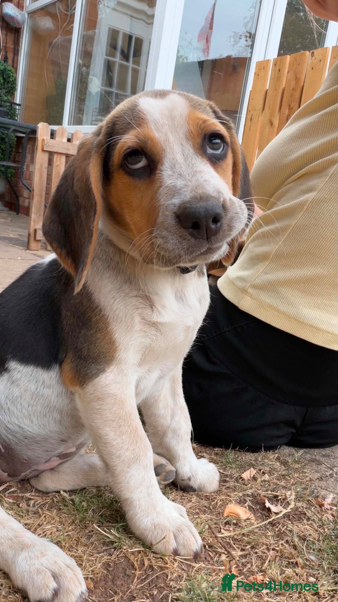 Beagle dogs 🐶 Last Beagle Pup Girl for Sale🐶 - Advert 2