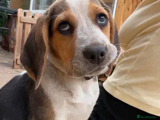 Beagle dogs 🐶 Last Beagle Pup Girl for Sale🐶 - Advert 2