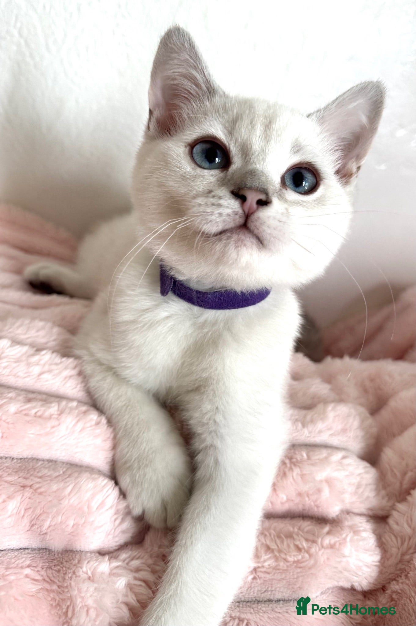 British Shorthair cats Beautiful BSH Blue Golden TICA kittens - Advert 15