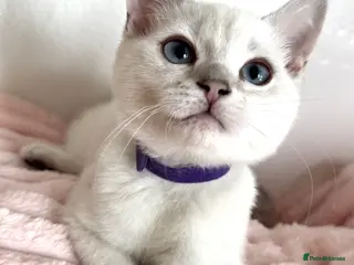 British Shorthair cats Beautiful BSH Blue Golden TICA kittens - Advert 15