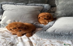 Toy Poodle dogs for sale: Deep Red Toy Poodles - Image 5