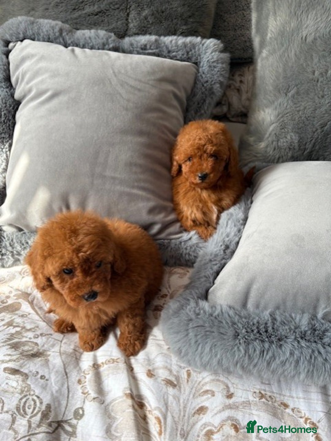 Toy Poodle dogs for sale: Deep Red Toy Poodles - Image 5