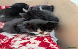 Mixed Breed cats for sale: 3 Beautiful Black and White Tuxedo Kittens  - Image 23