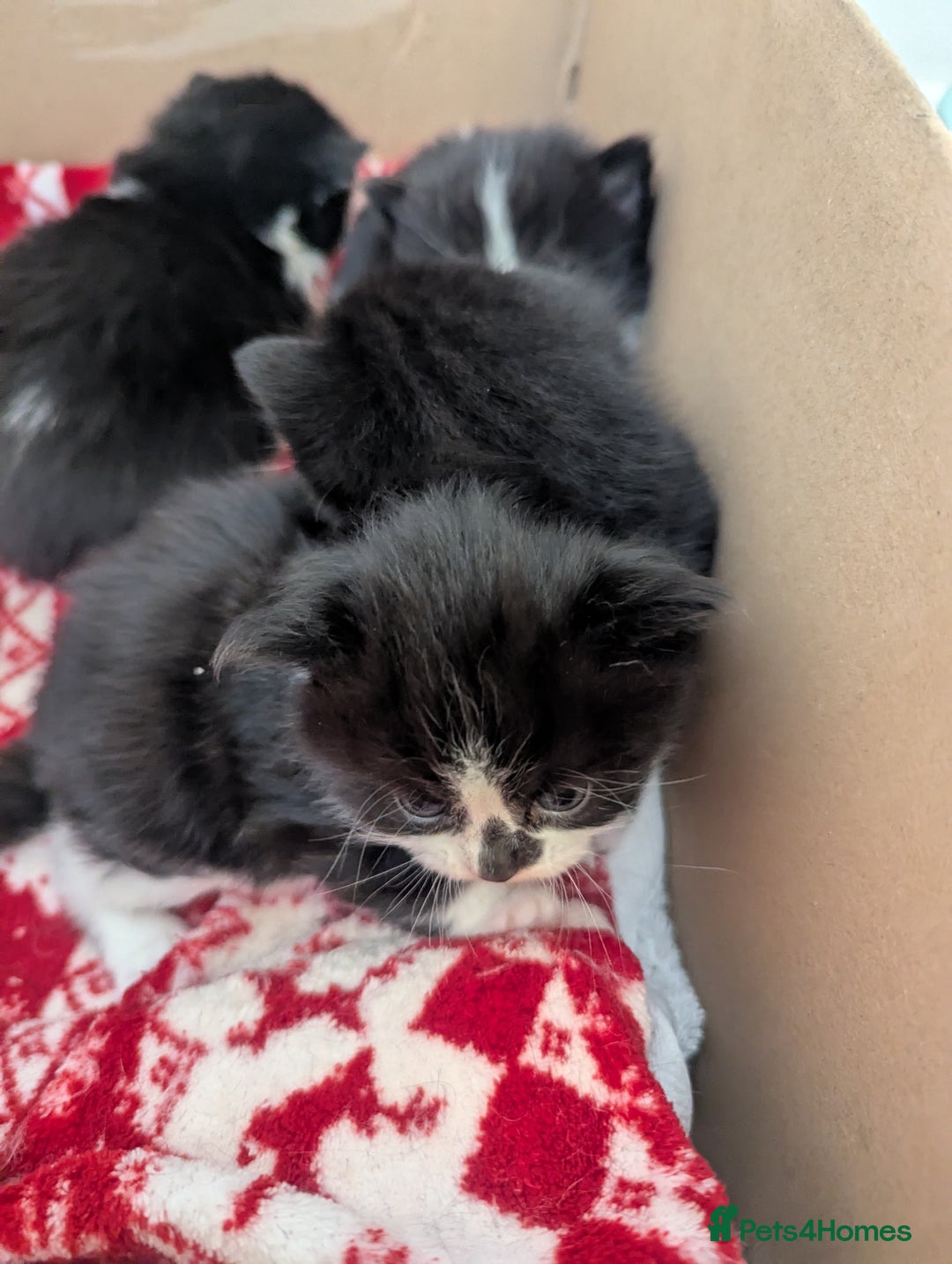 Mixed Breed cats for sale: 3 Beautiful Black and White Tuxedo Kittens  - Image 23