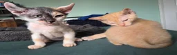 Sphynx cats for sale: Sphynx / Devon Rex Mix Kittens Ready Homes - Advert 18