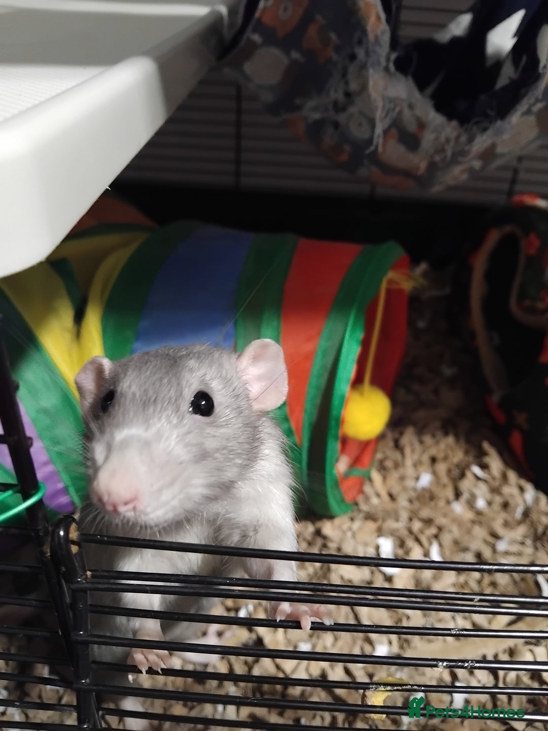 Rat rodents for sale: 3 male dumbo rats - Advert 3