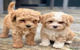 Maltipoo dogs for sale: adorable Maltipoo puppies for sale  - Image 5