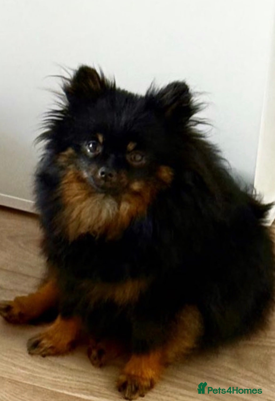 Pomeranian dogs Pomeranian  - Advert 2