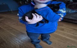 Mixed Breed cats for sale: Beautiful marked  friendly kittens  - Image 3
