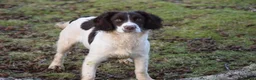 English Springer Spaniel dogs for sale: Female English springer spaniel  - Advert 1