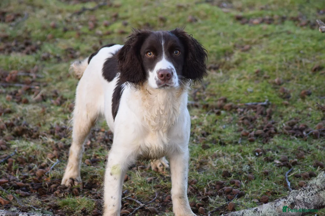 English Springer Spaniel dogs for sale: Female English springer spaniel  - Advert 1