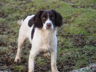 English Springer Spaniel dogs Female English springer spaniel - Advert 3