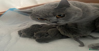 British Shorthair cats - Advert 16