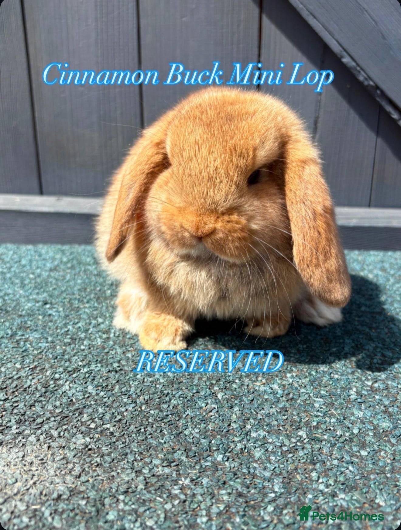 Mini Lop rabbits Mini Lops - Advert 1