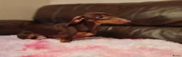 Miniature Dachshund dogs for stud: 3.5kg stunning Miniature Dachshund for Stud  - Advert 4