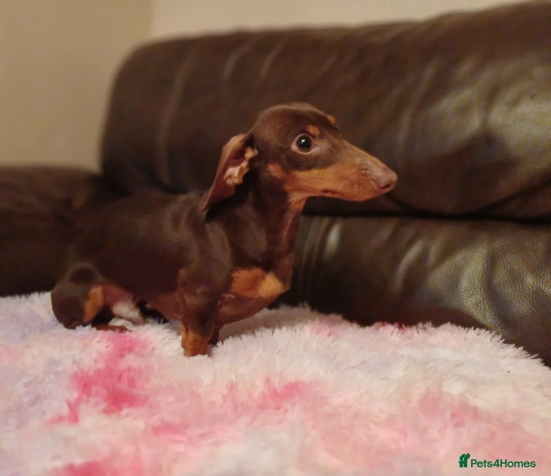 Miniature Dachshund dogs for stud: 3.5kg stunning Miniature Dachshund for Stud  - Advert 4