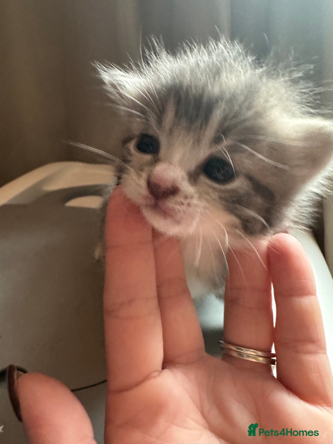 Mixed Breed cats for sale: 3 beautiful greys and a stunning cream kitten - Image 5