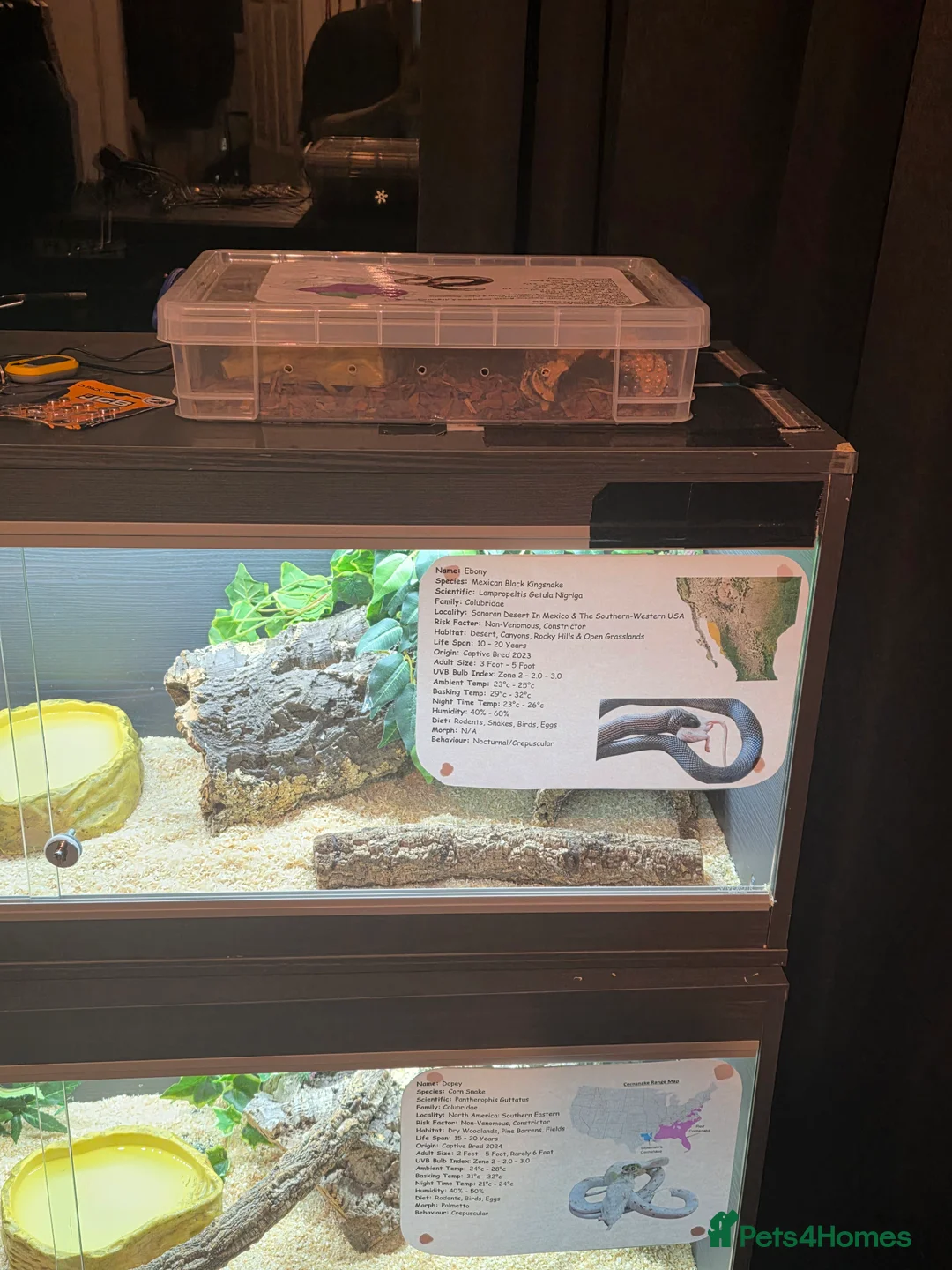 Corn Snake reptiles for sale: 4 x Snakes & Full Setups  - Advert 4
