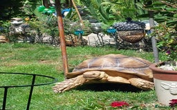 Tortoise reptiles for sale: Male sulcata tortoise 10 years old - Image 1