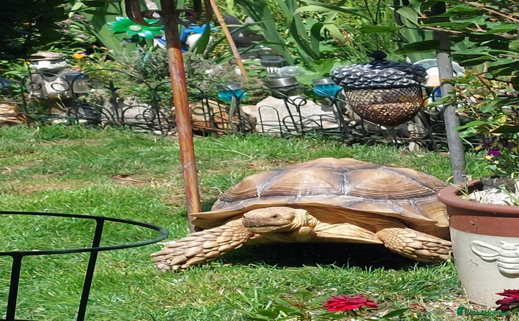 Tortoise reptiles - Advert 1
