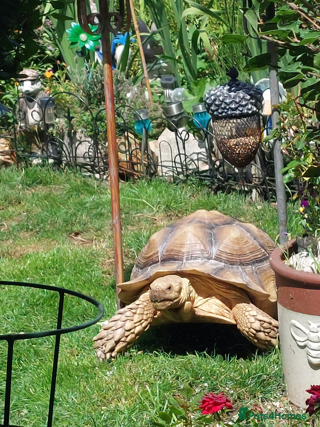 Tortoise reptiles for sale: Male sulcata tortoise 10 years old - Image 1