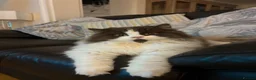 British Longhair cats for stud: Chocolate & White Bicolour British Longhair Stud - Advert 5