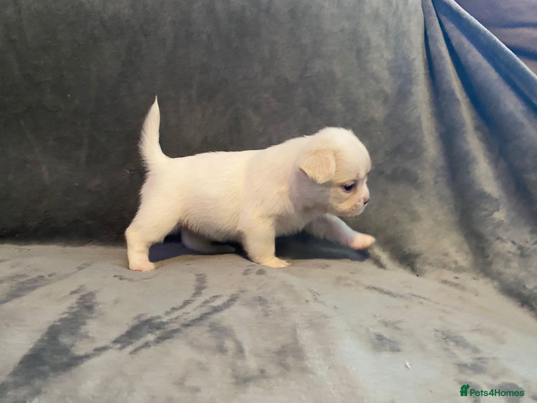 French Bulldog dogs for sale: 7 frenchies £500 to £800 each - Image 10