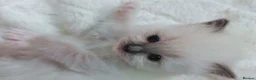 Ragdoll cats for sale: Raised with Love, looking for Forever homes - Advert 22