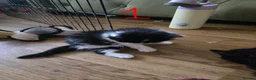 British Longhair cats for sale: Long haired kittens  in Waterlooville - Advert 36