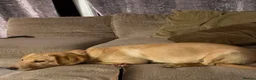 Labrador Retriever dogs for sale: 6 month old female Labrador pedigree dog trust - Advert 5